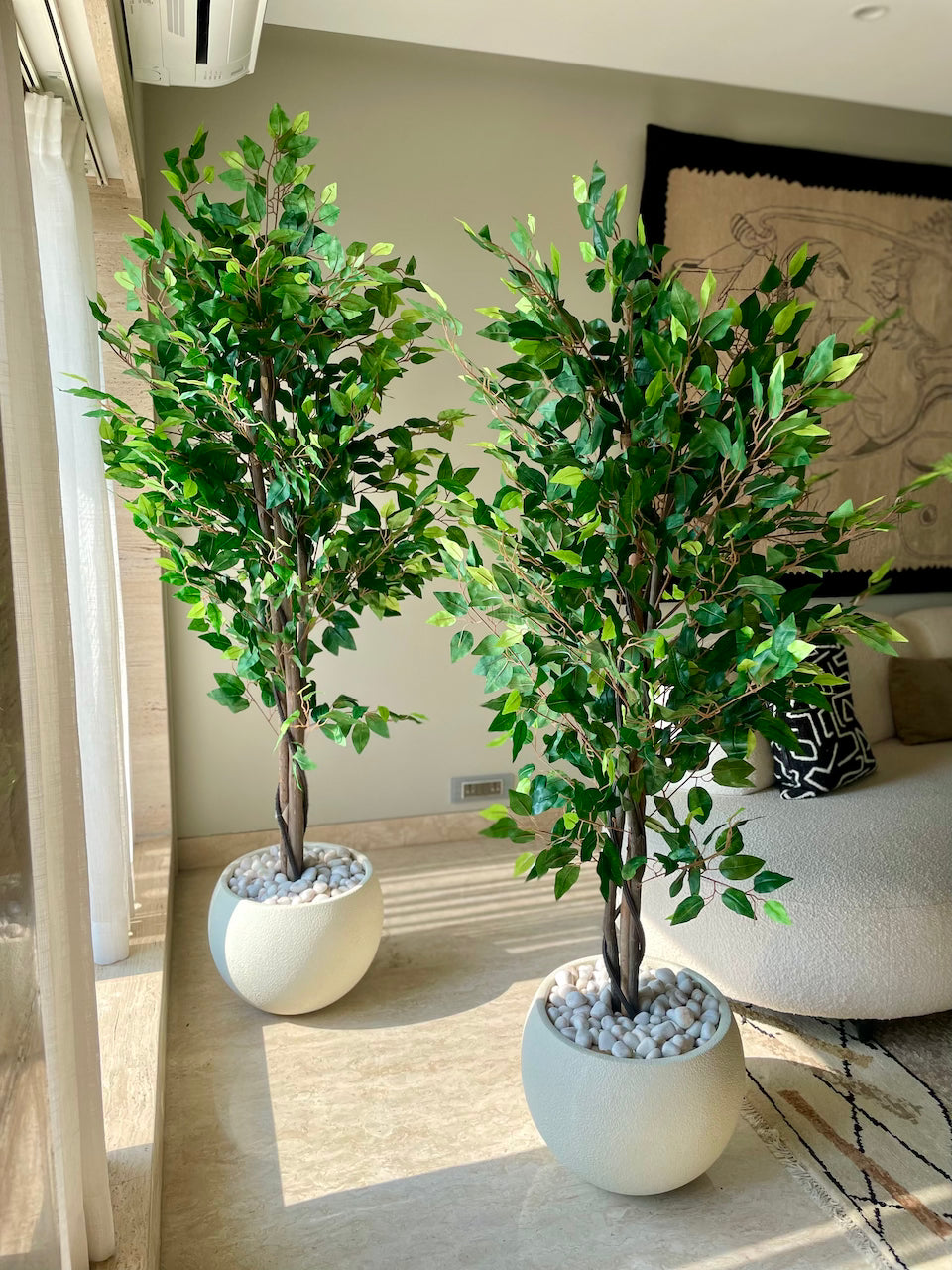 Artificial Jade Ficus Plant - 5.5 Feet