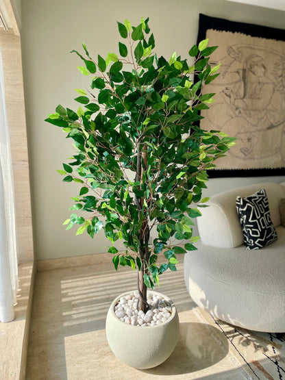 Artificial Jade Ficus Plant - 5.5 Feet