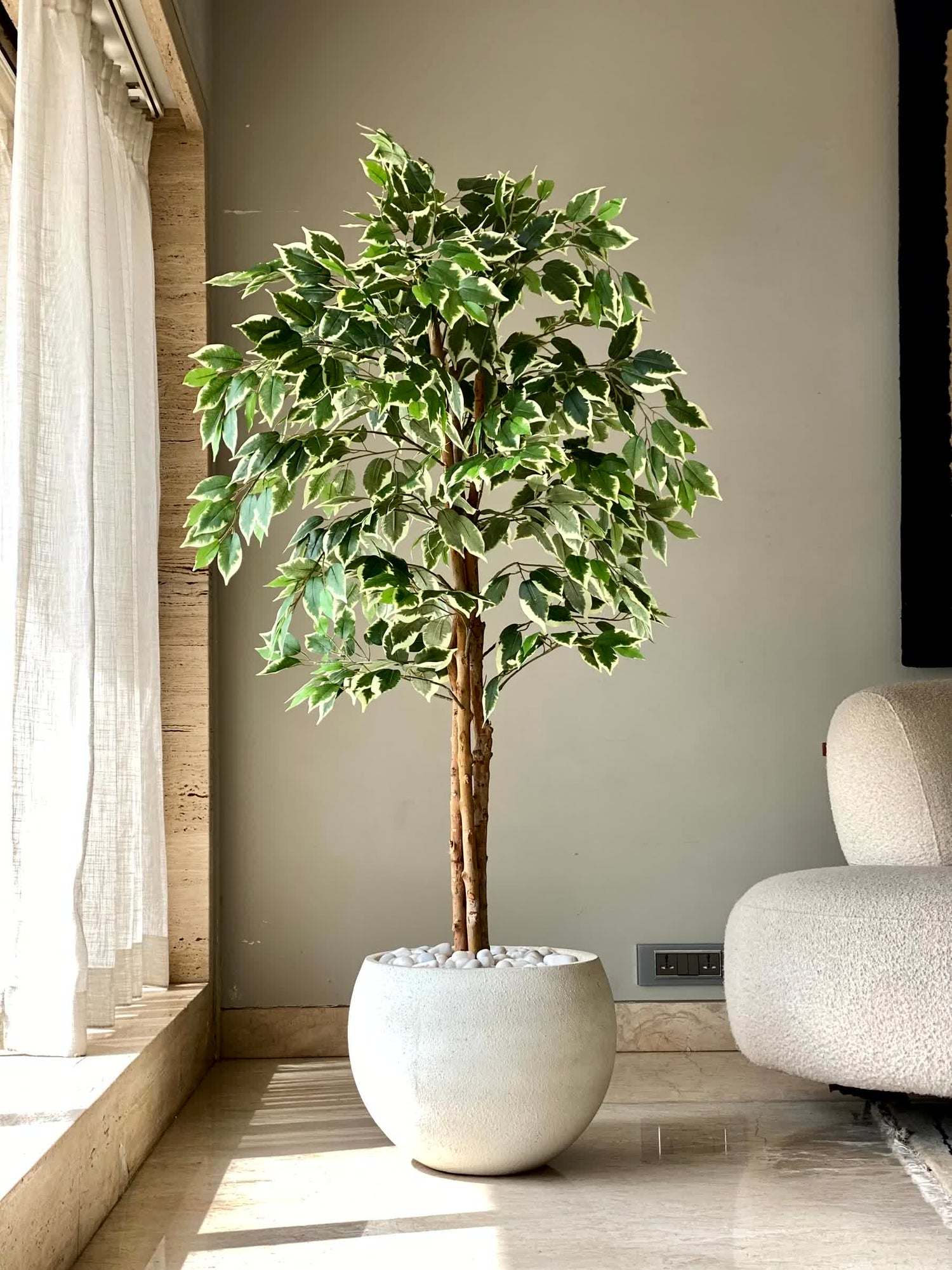 Artificial Variegated Dried Ficus Plant - 5 Feet