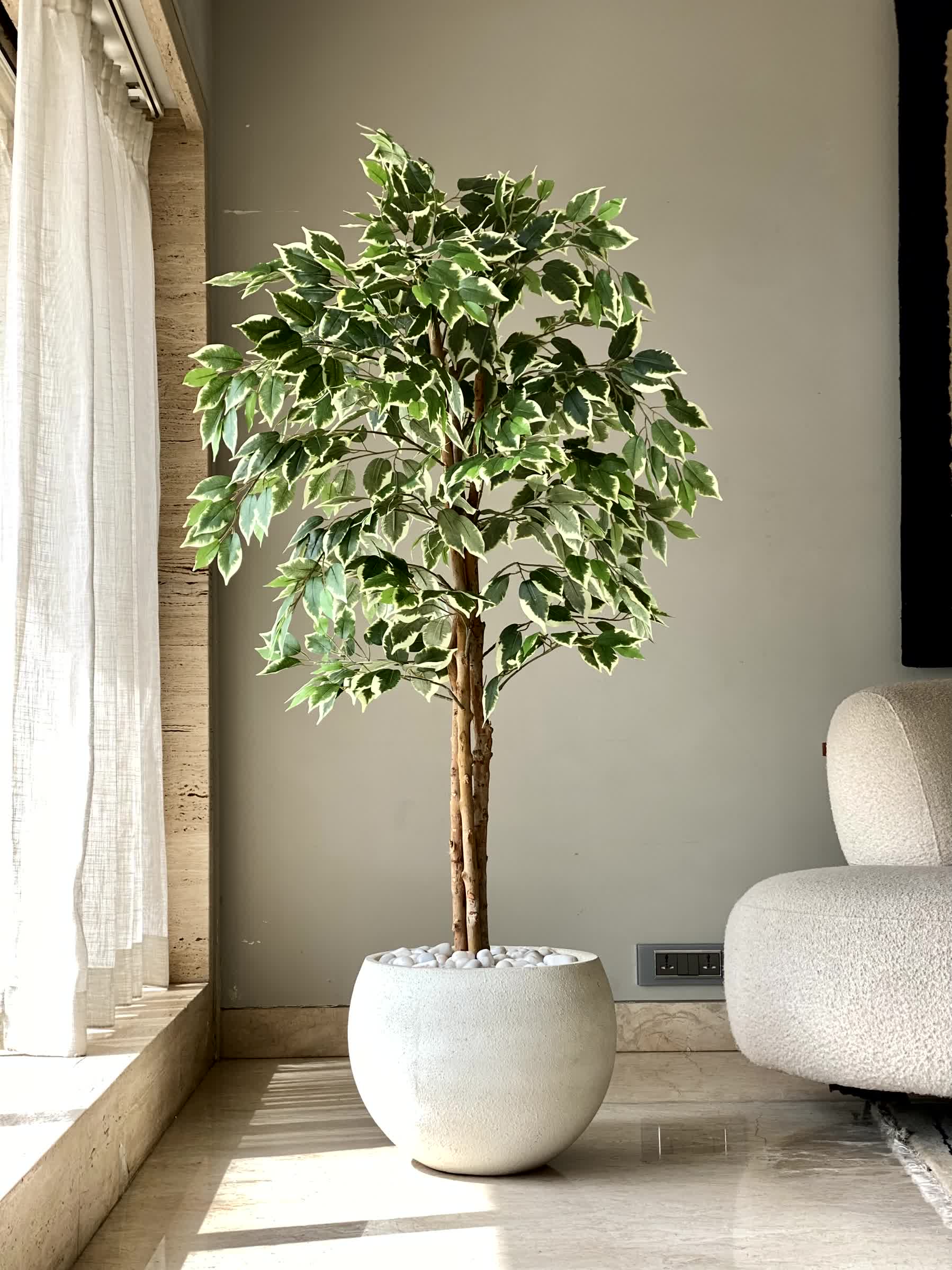 Artificial Variegated Dried Ficus Plant - 5 Feet