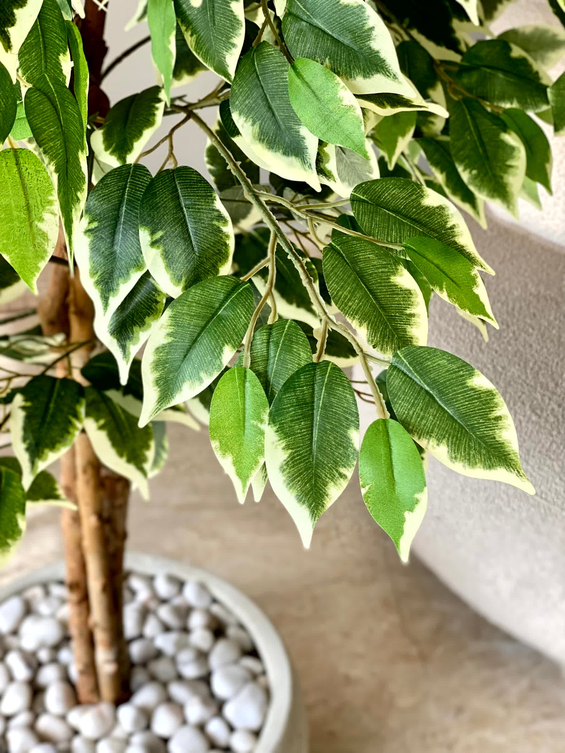Artificial Variegated Dried Ficus Plant - 5 Feet