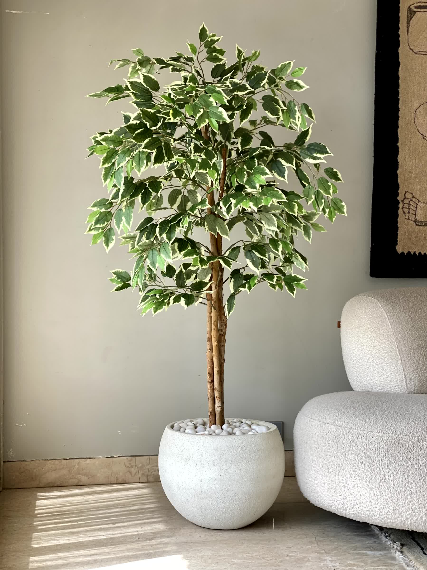 Artificial Variegated Dried Ficus Plant - 5 Feet