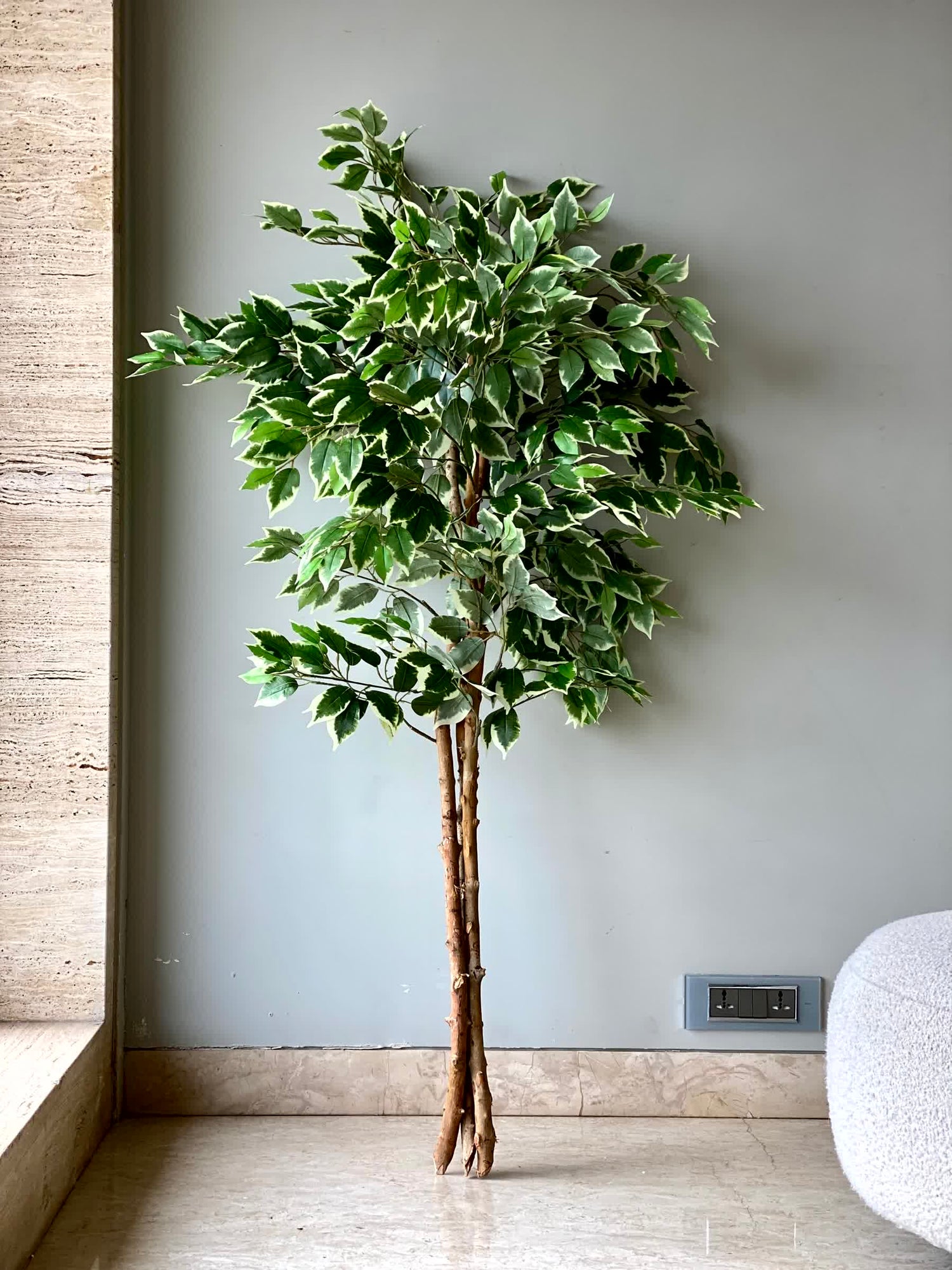 Artificial Variegated Dried Ficus Plant - 5 Feet