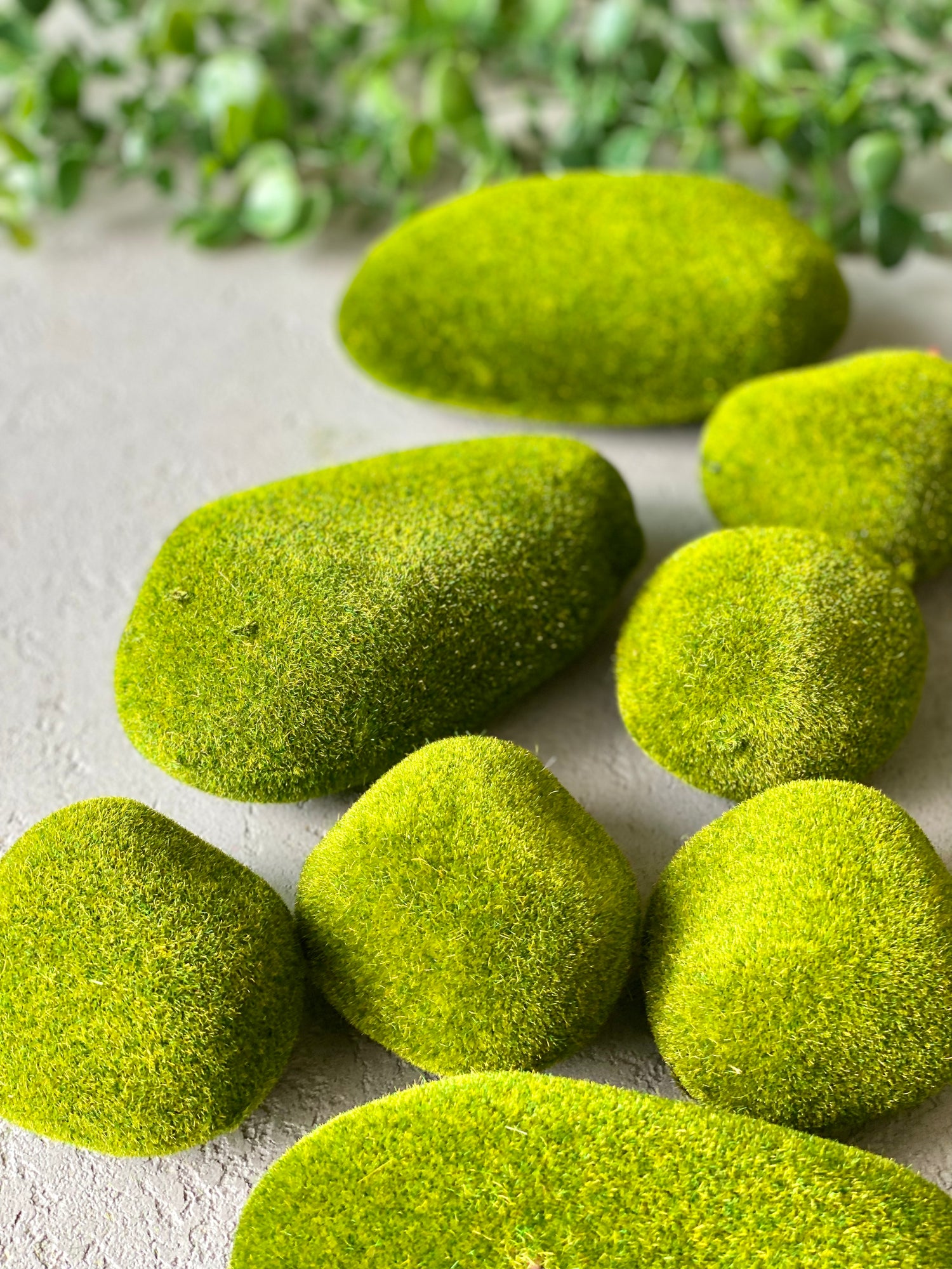 Moss Ball (Pack Of 12)