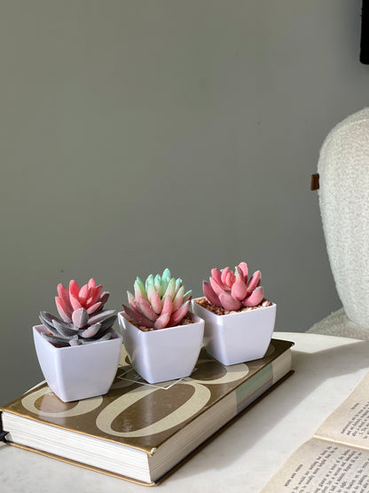 Artificial Echeveria Succulent (Set of 3)