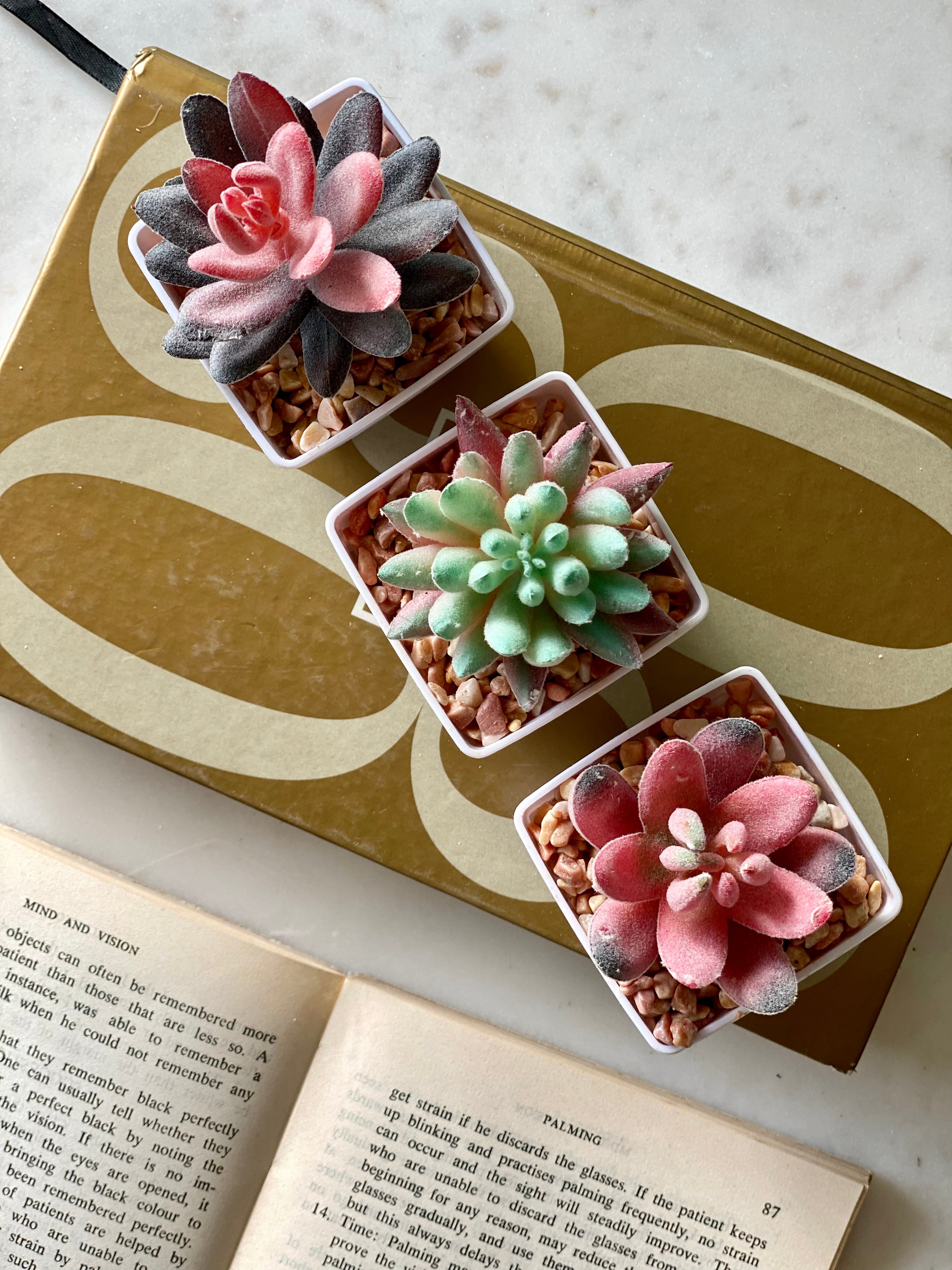 Artificial Echeveria Succulent (Set of 3)