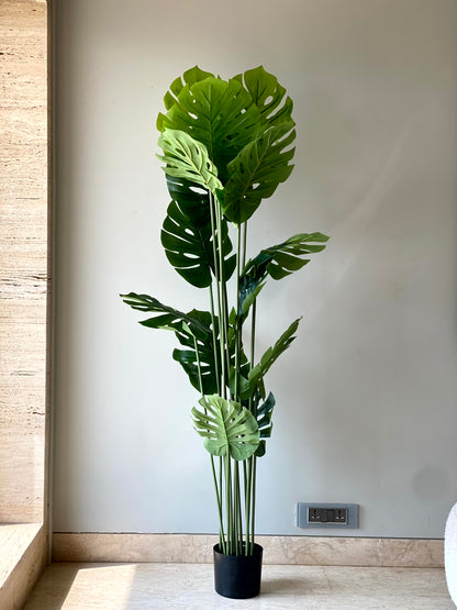 Artificial Monstera Plant - 6 Feet