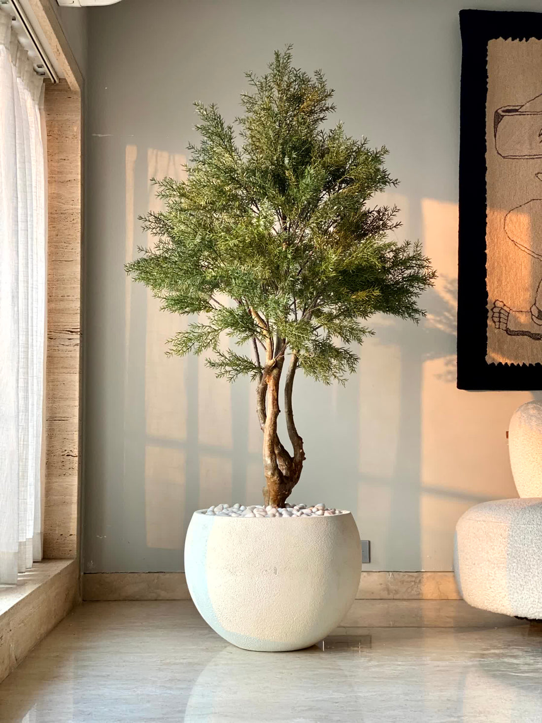Artificial Australian Cedar Plant - 5.5 Feet