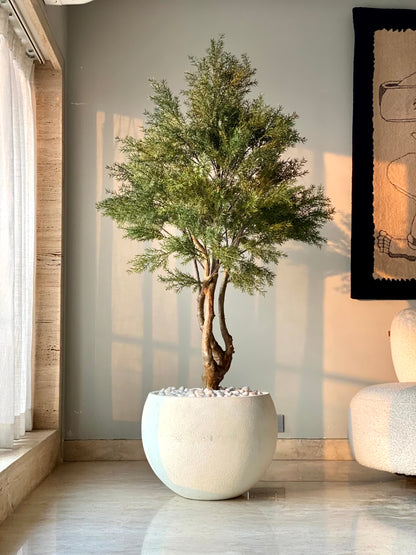 Artificial Australian Cedar Plant - 5.5 Feet