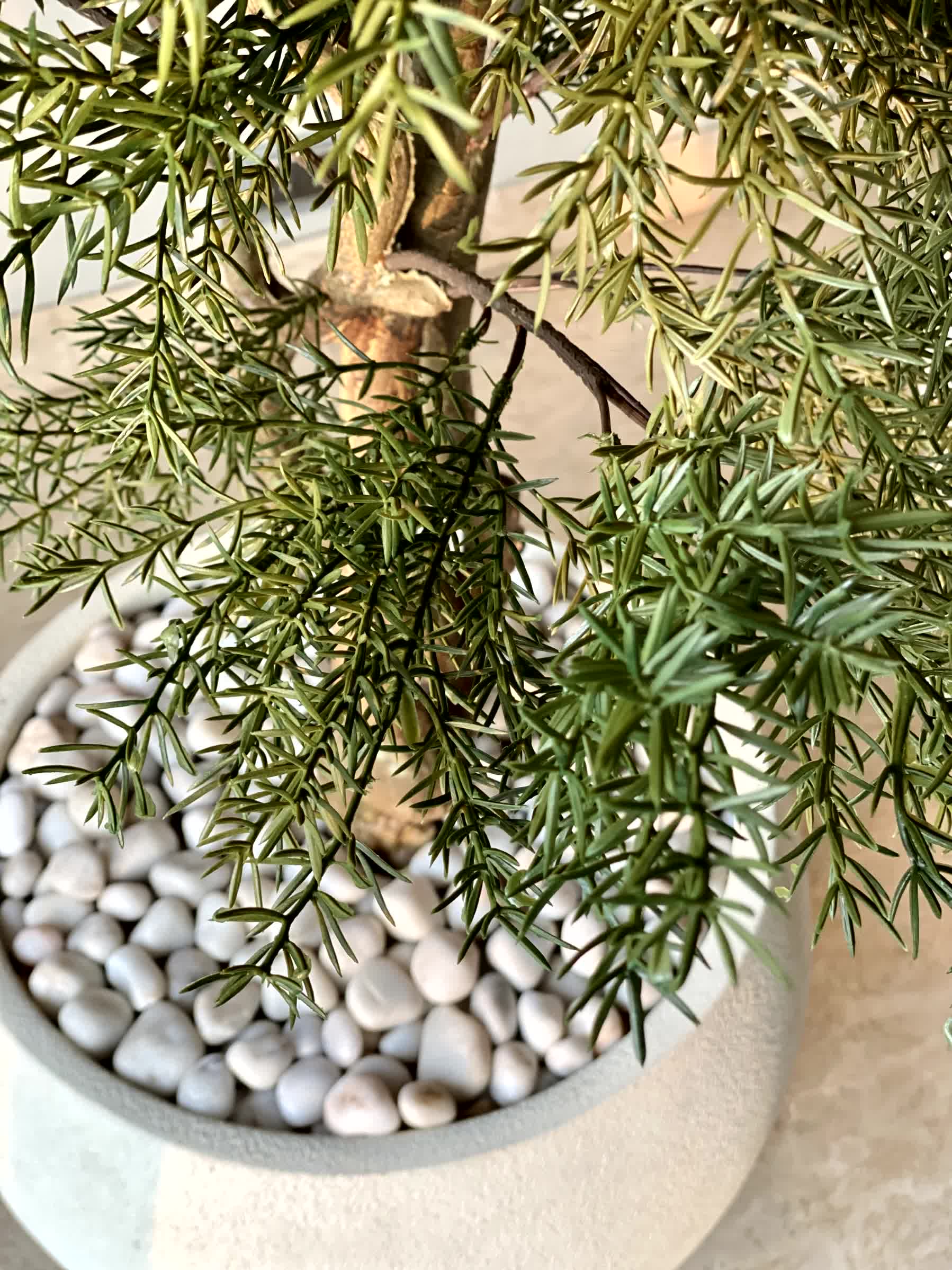 Artificial Australian Cedar Plant - 5.5 Feet