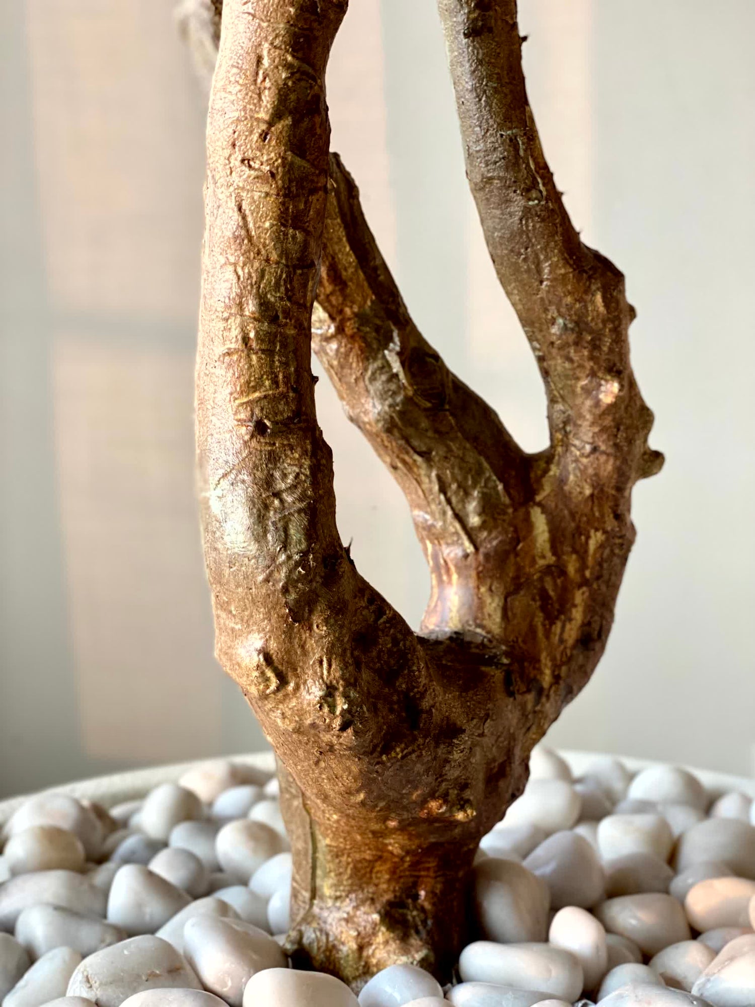 Artificial Australian Cedar Plant - 5.5 Feet