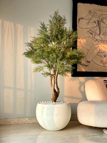 Artificial Australian Cedar Plant - 5.5 Feet