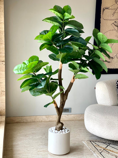 Artificial Green Rubber Plant - 5.5 Feet