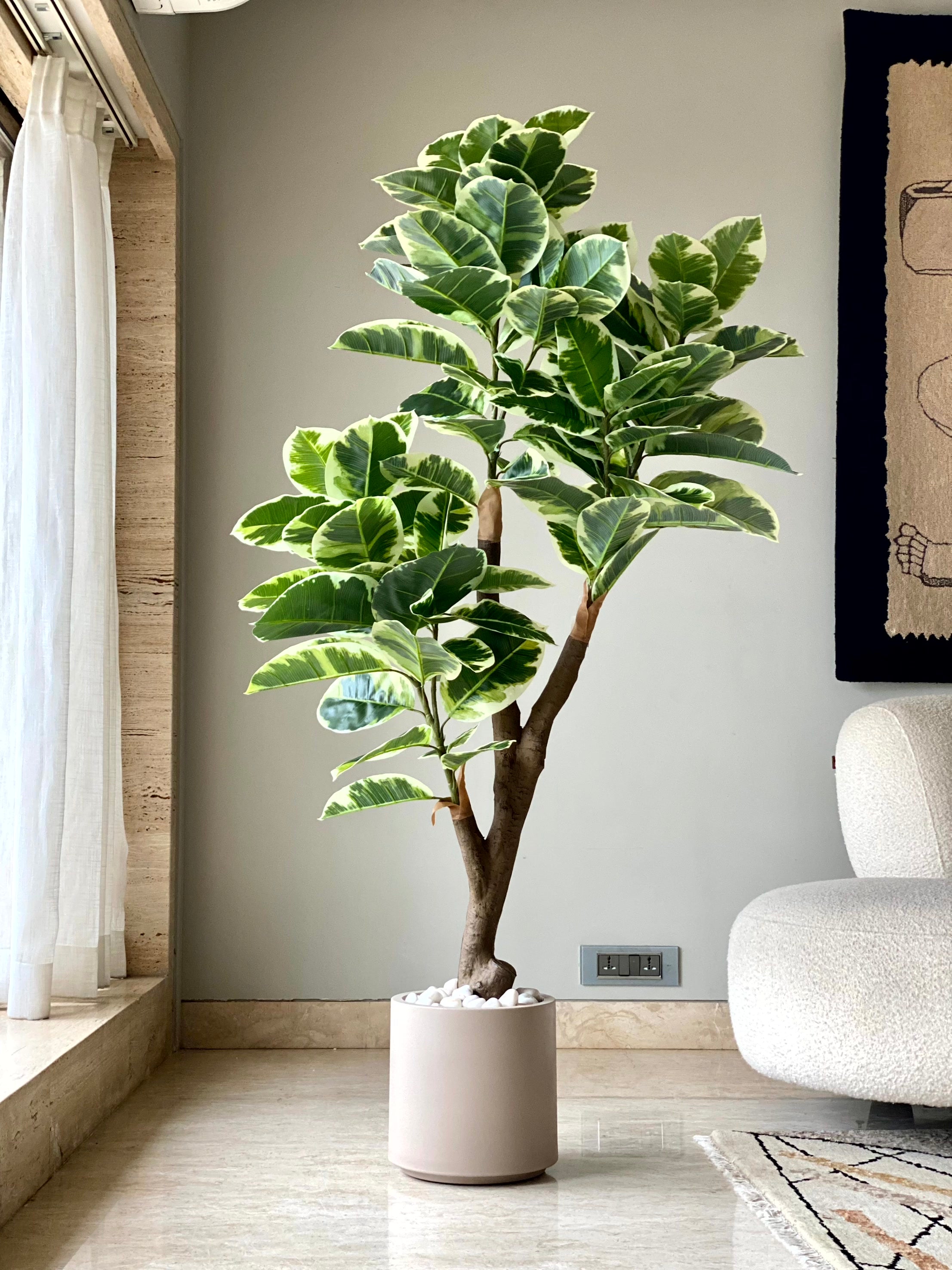 Artificial Shaded Rubber Plant - 5.5 Feet