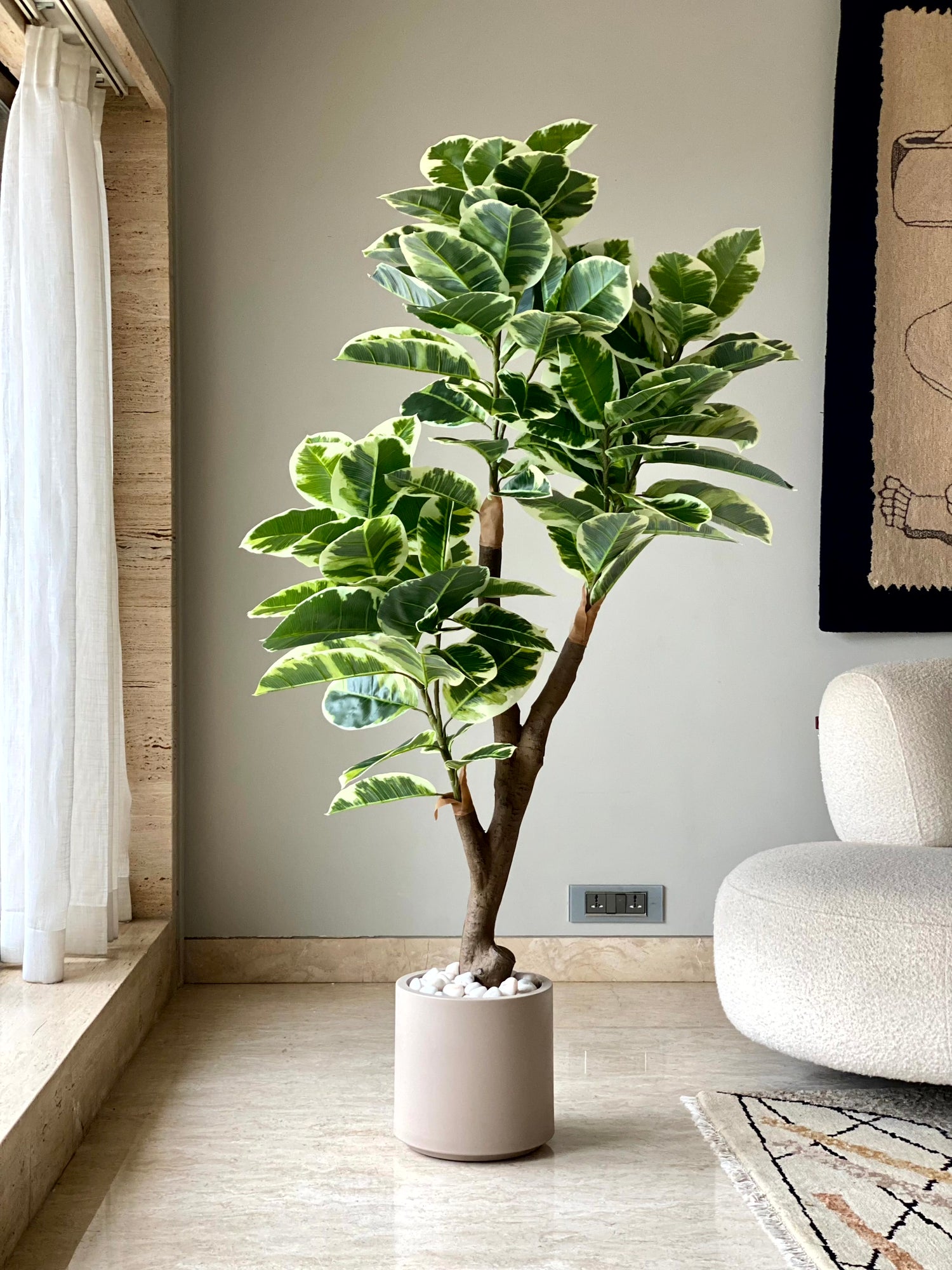 Artificial Shaded Rubber Plant - 5.5 Feet