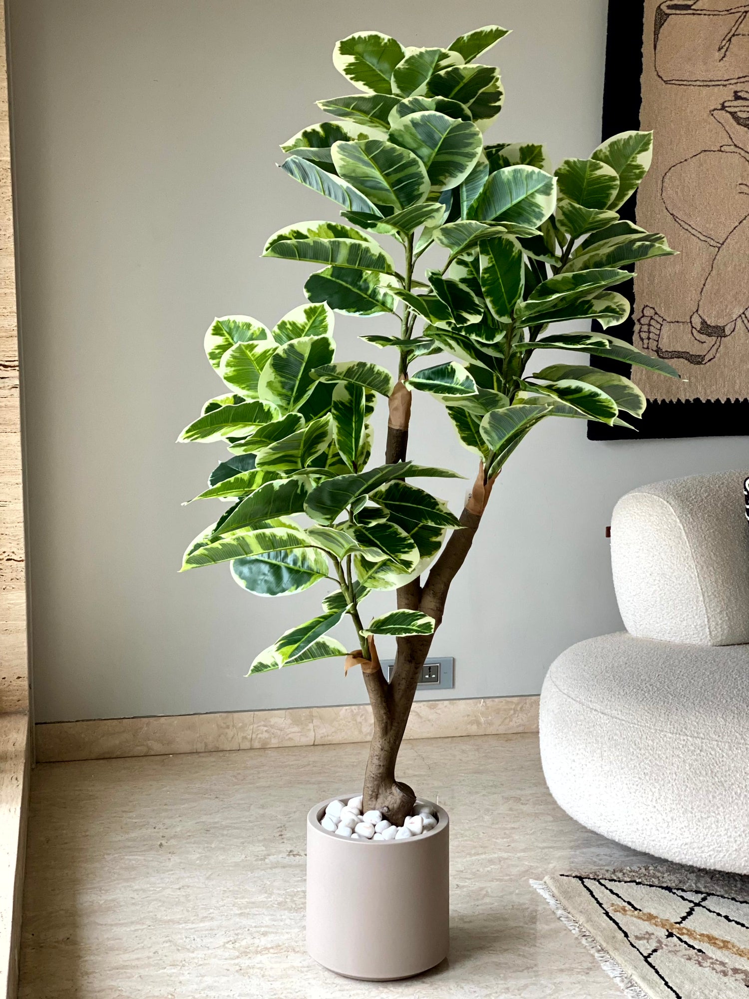 Artificial Shaded Rubber Plant - 5.5 Feet