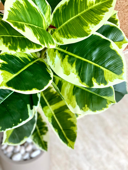 Artificial Shaded Rubber Plant - 5.5 Feet