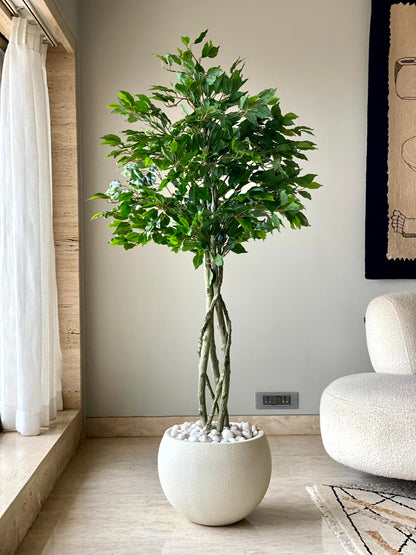 Artificial Green Ficus - 5.5 Feet