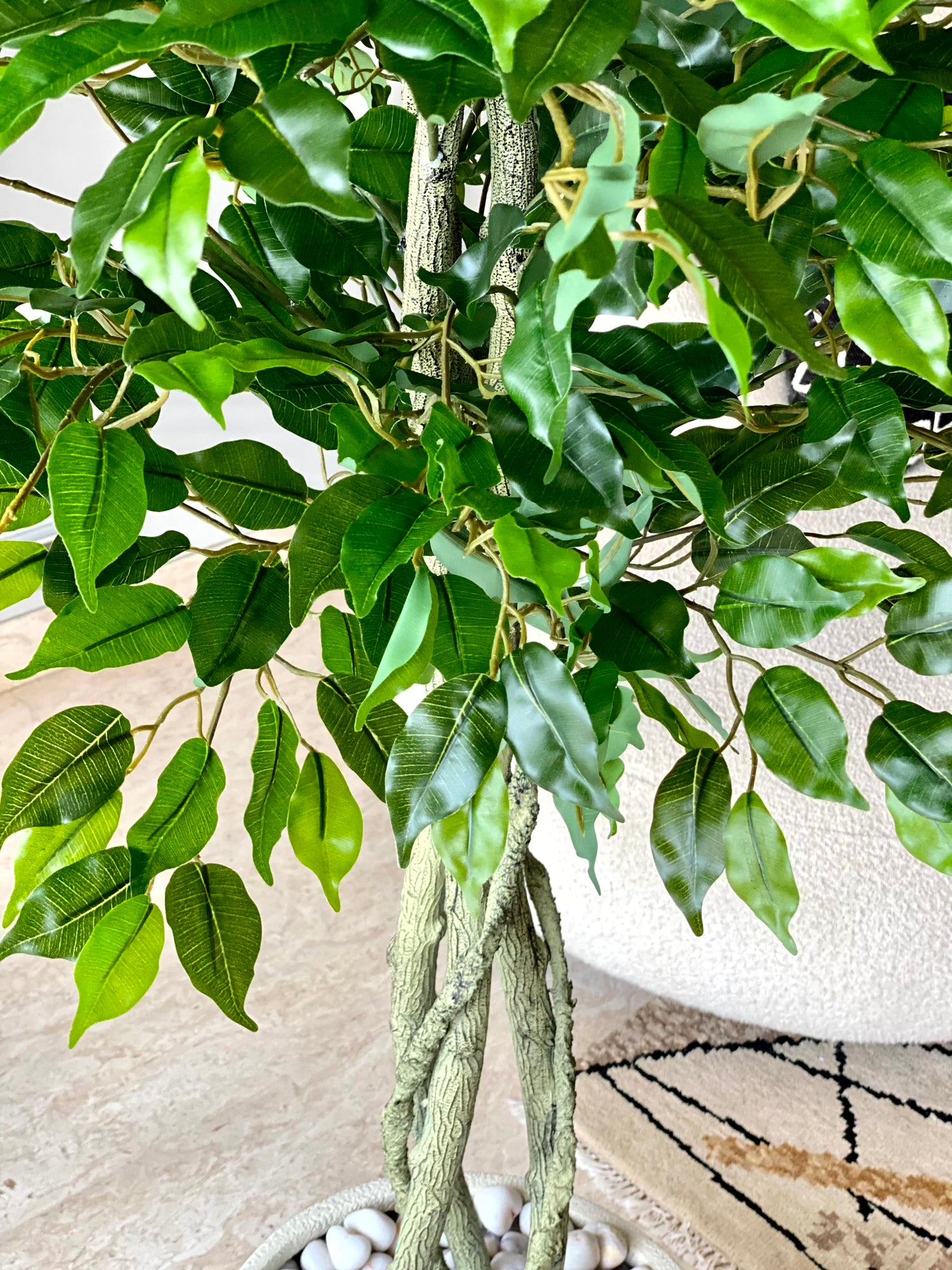 Artificial Green Ficus - 5.5 Feet