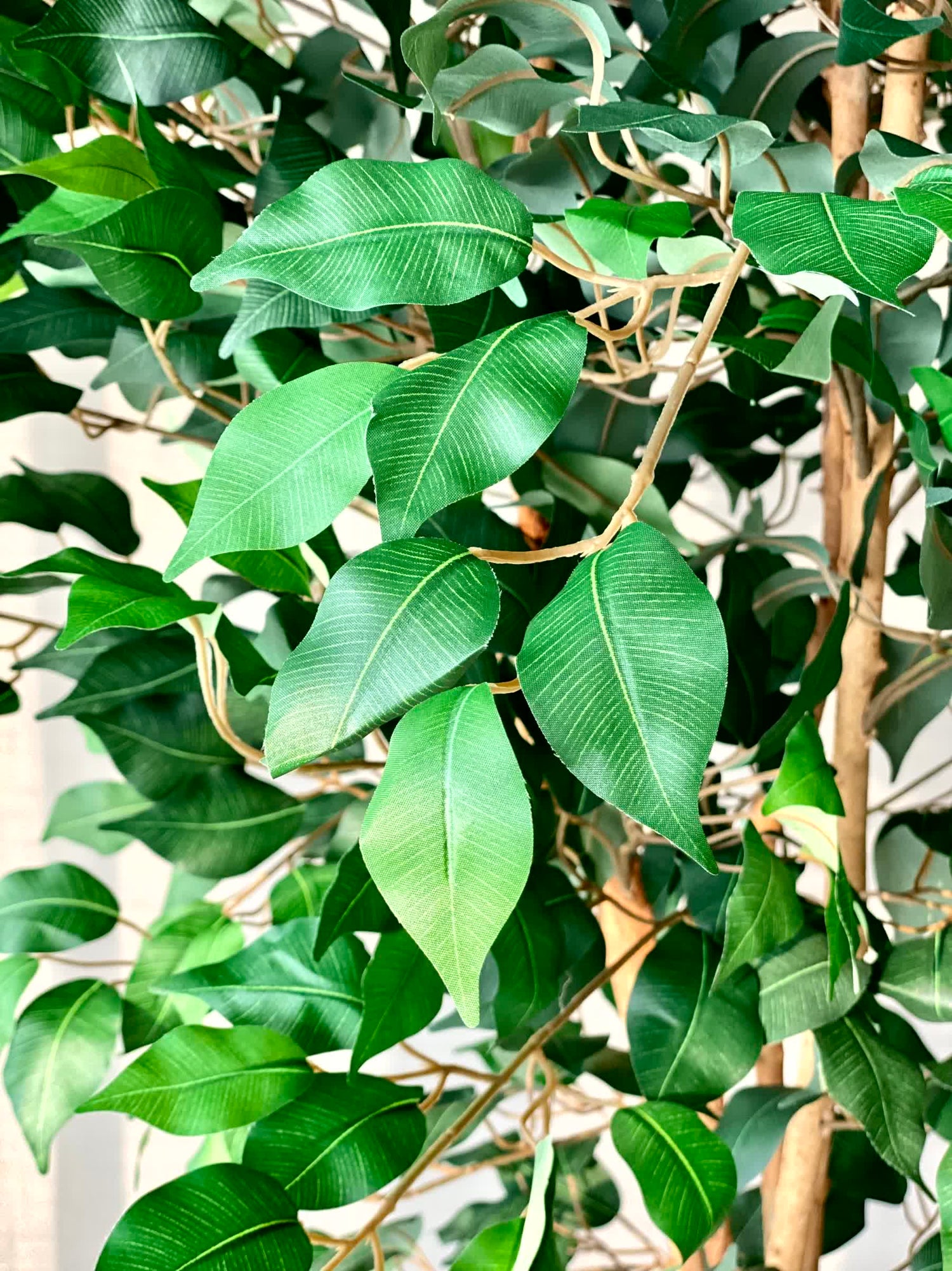 Artificial Aurora Ficus Plant - 6.5 Feet