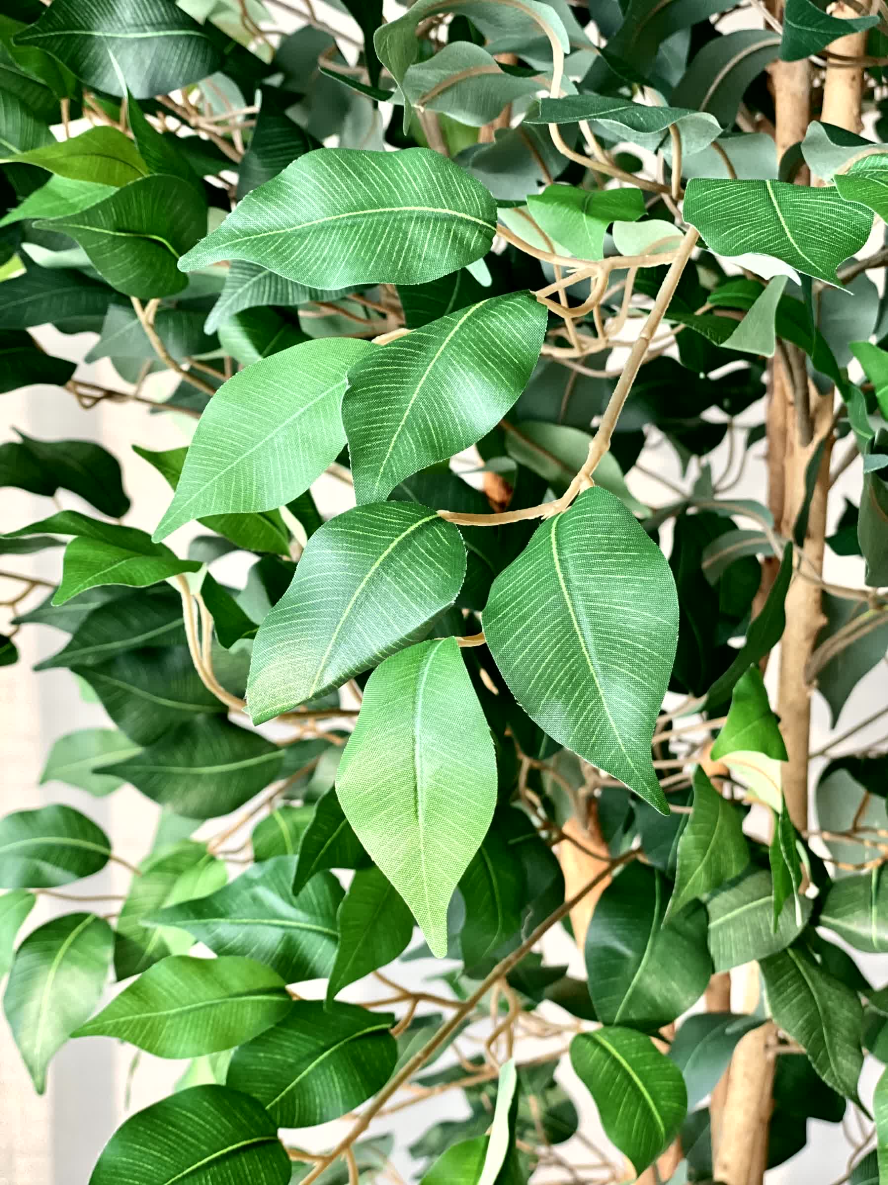 Artificial Aurora Ficus Plant - 6.5 Feet