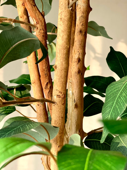 Artificial Aurora Ficus Plant - 6.5 Feet