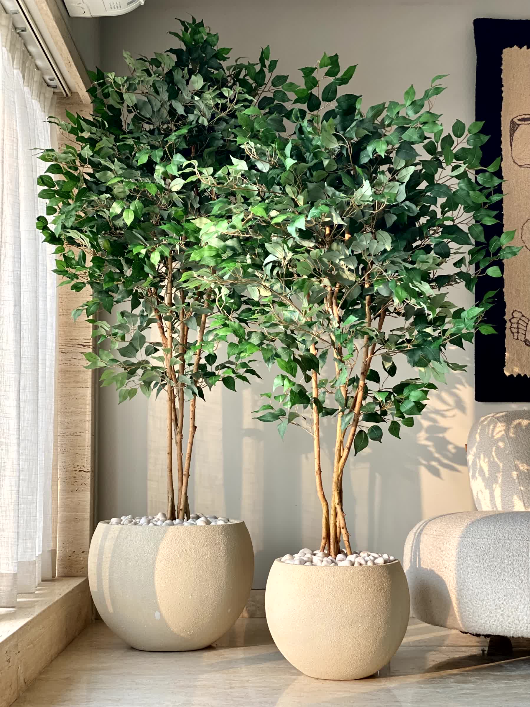 Artificial Aurora Ficus Plant - 6 Feet