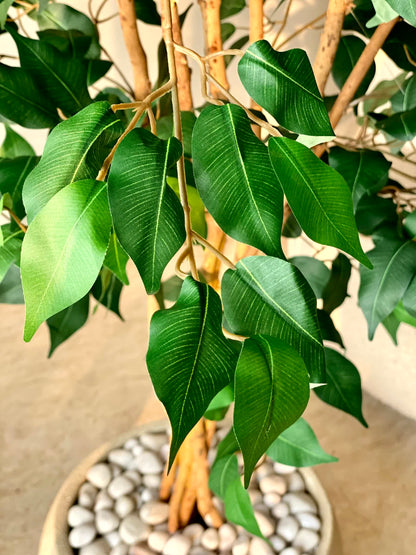 Artificial Aurora Ficus Plant - 6 Feet