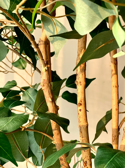 Artificial Aurora Ficus Plant - 6 Feet