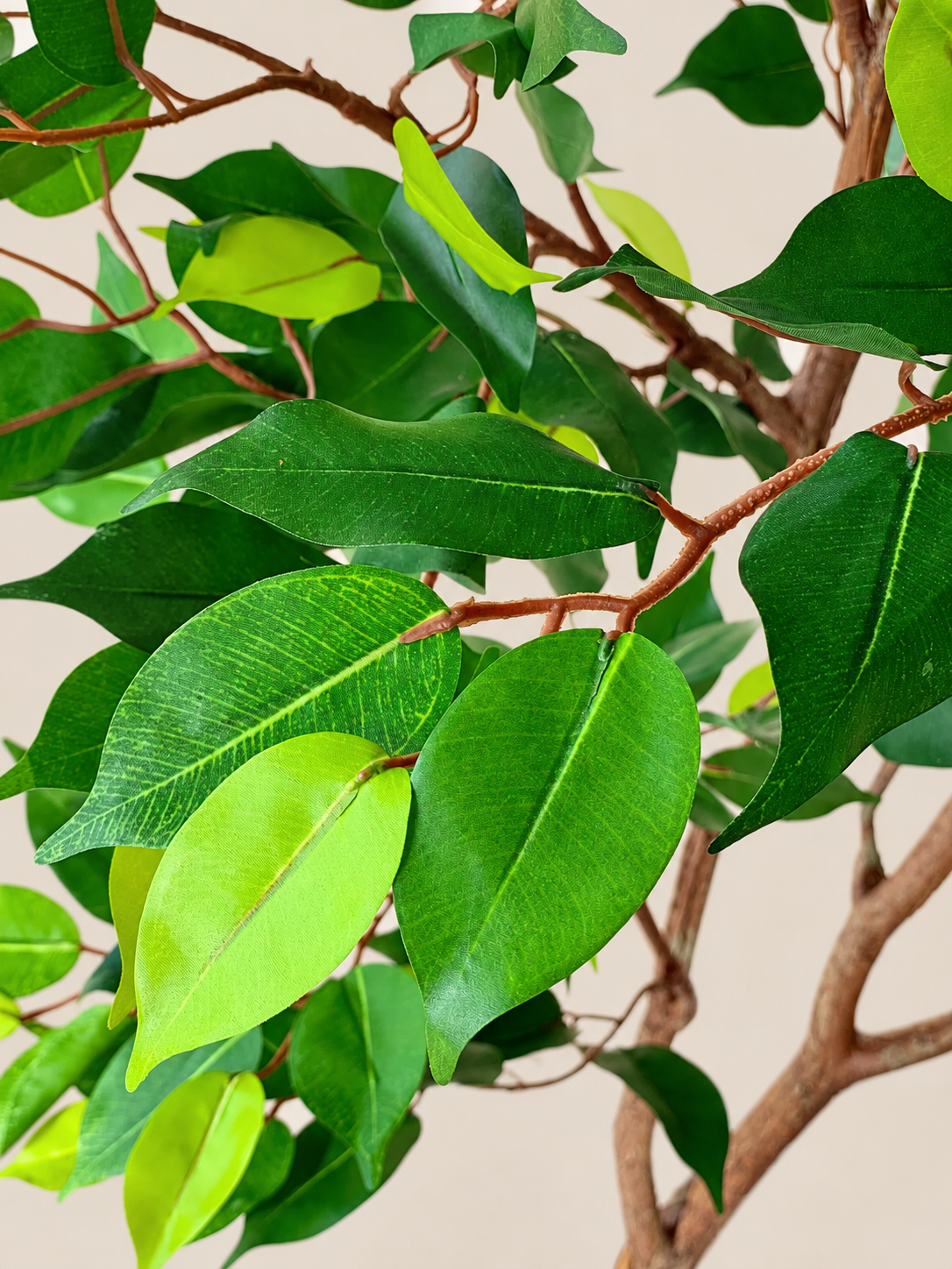 Artificial Weeping Fig Trio Plant  - 6.5 Feet