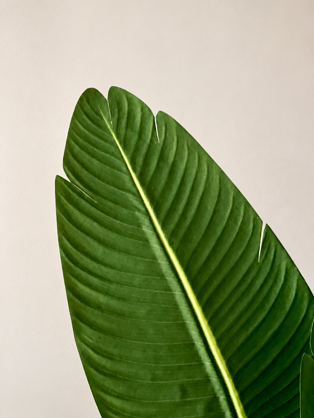 Artificial Broad Leaf Banana Plant - 4 Feet