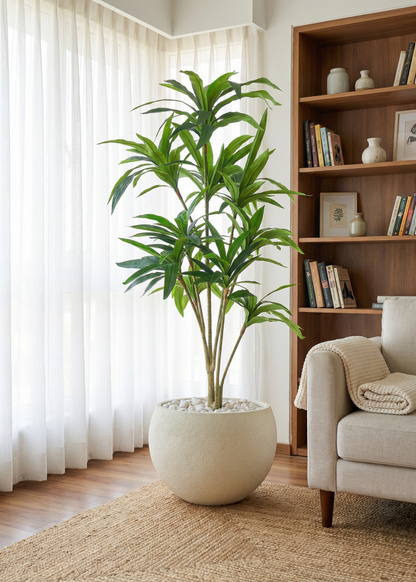 Artificial Botanic Dracaena Plant -  6 Feet