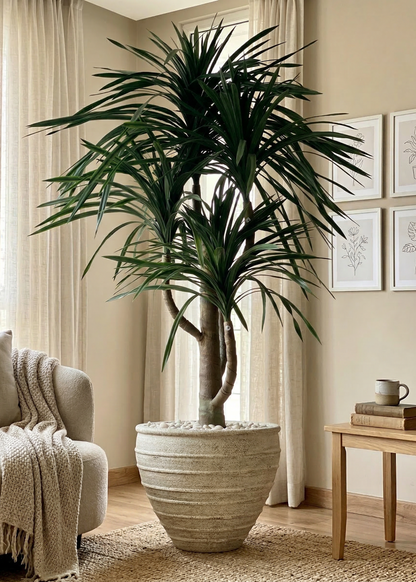 Artificial Dracaena Plant - 8 Feet