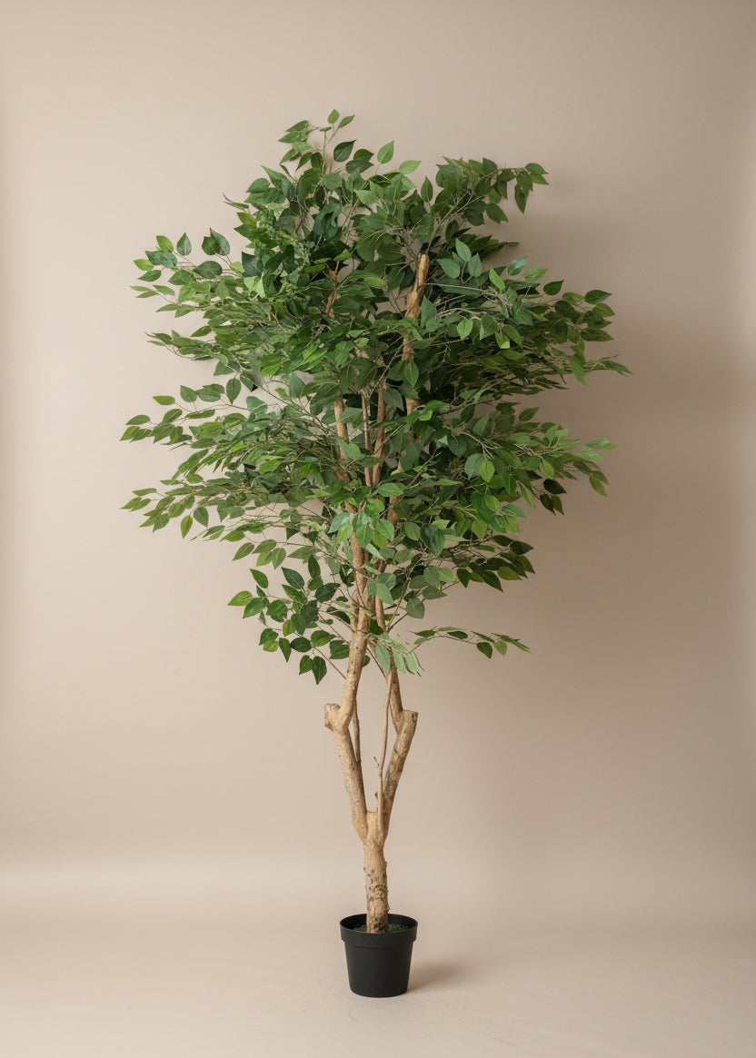 Artificial Grove Ficus Plant - 7 Feet