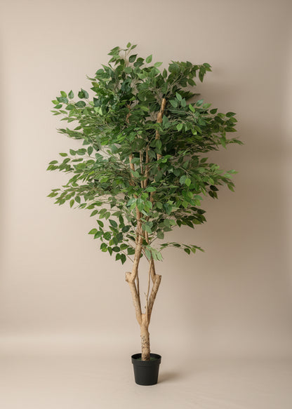 Artificial Grove Ficus Plant - 7 Feet
