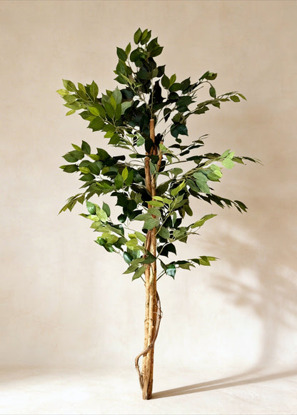 Artificial Grove Ficus Plant - 5 Feet