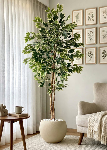 Artificial Variegated Dried Ficus Plant - 6.5 Feet