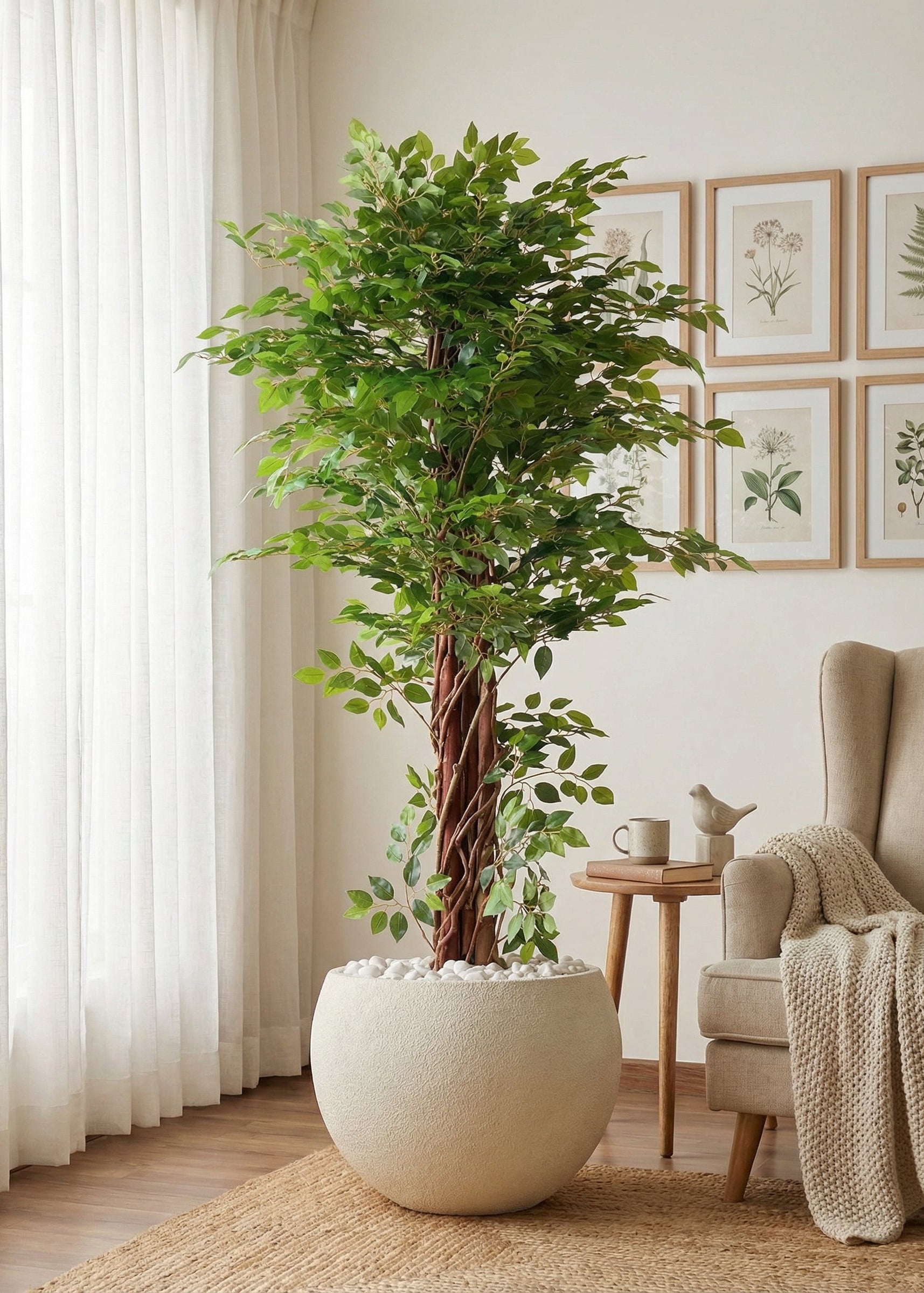 Artificial Ficus Majora Plant -  6 Feet