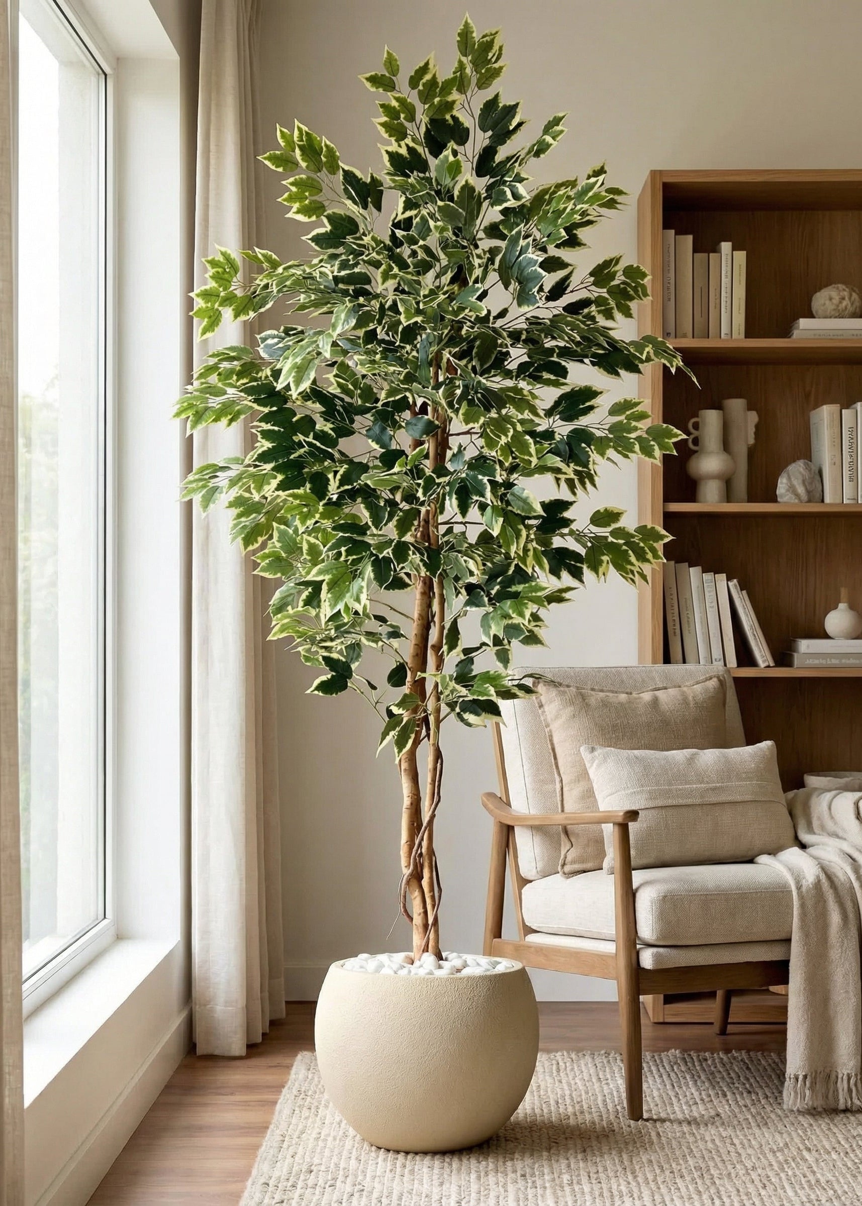 Artificial Variegated Dried Ficus Plant - 6.5 Feet