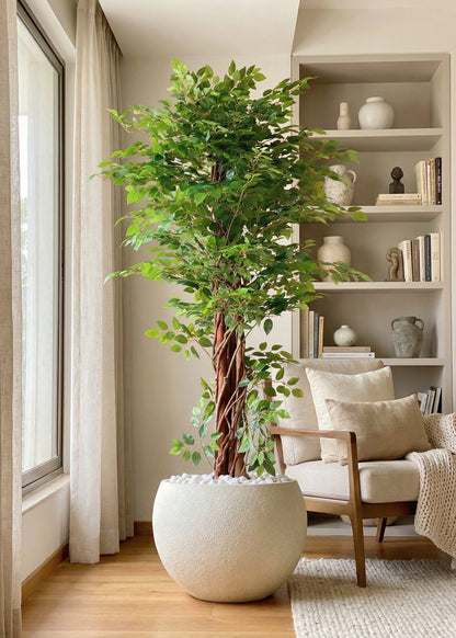 Artificial Ficus Majora Plant -  6 Feet