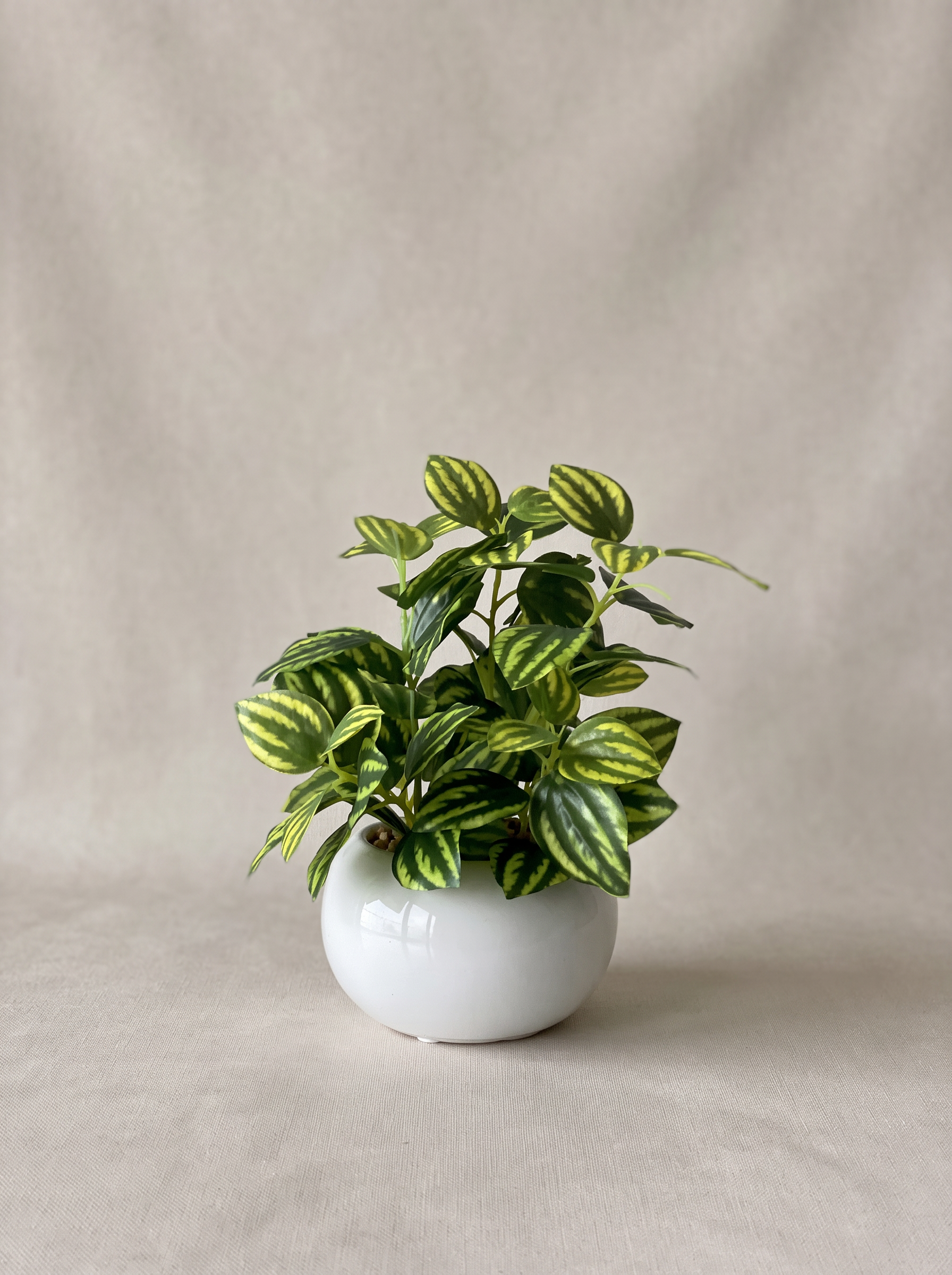 Artificial Parallel Peperomia Plant