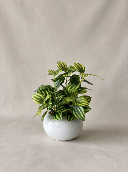 Artificial Parallel Peperomia Plant