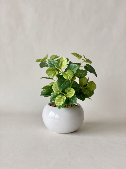 Artificial Variegated Aralia Plant