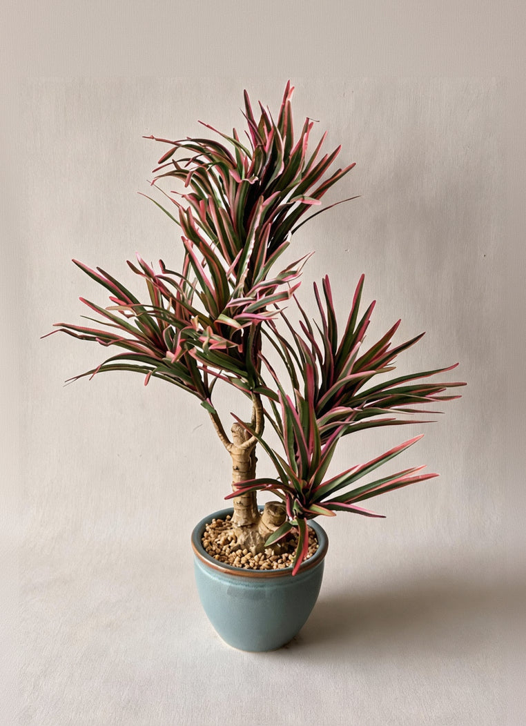 Artificial Red Dracaena Cane Plant - 2 Feet