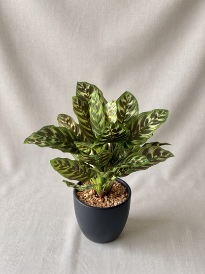 Artificial Calathea Plant