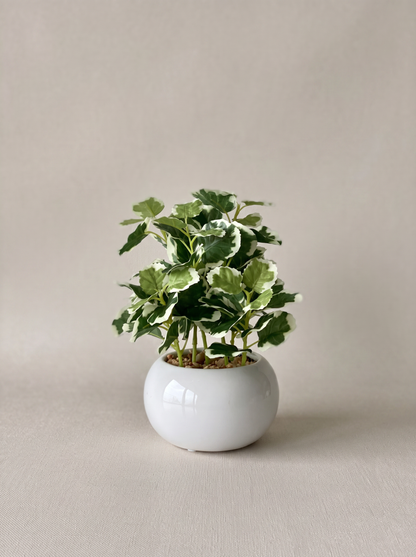 Artificial Variegated Swedish Ivy Plant