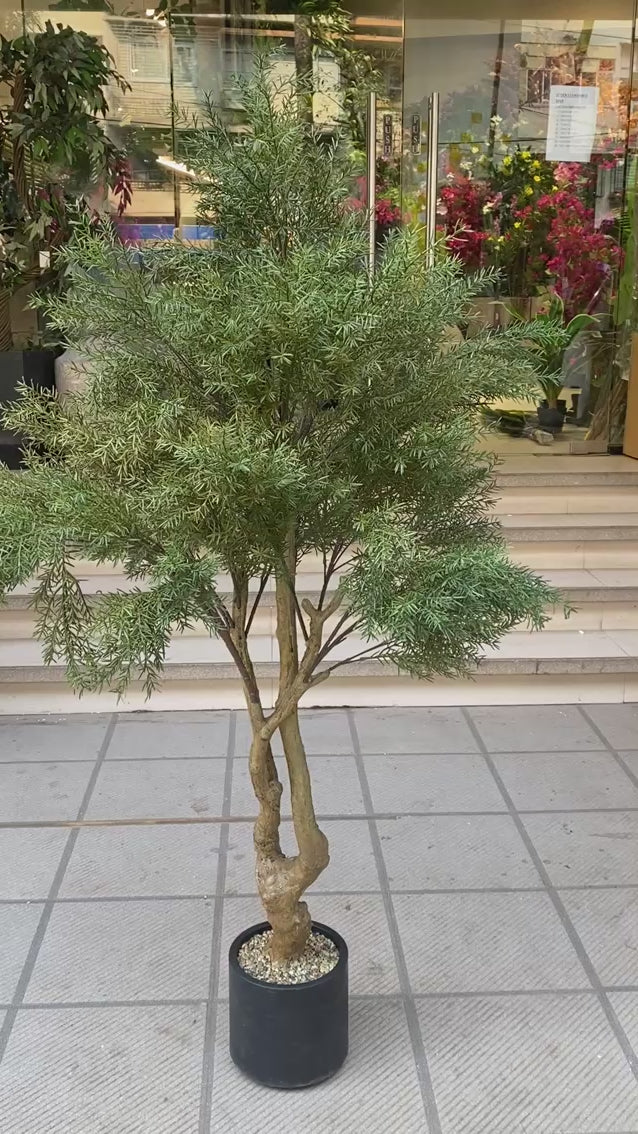 Artificial Australian Cedar Plant + Black Pot - 5.5 Feet