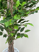 FICUS PLANT SMALL - Mason Home by Amarsons - Lifestyle & Decor
