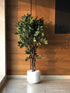 FICUS PLANT SMALL - Mason Home by Amarsons - Lifestyle & Decor
